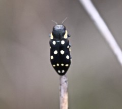 Diphucrania duodecimmaculata