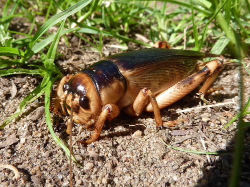 Brachytrupes membranaceus
