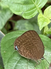Arhopala major