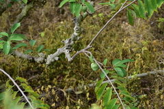 Annona cherimola × squamosa
