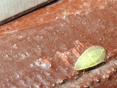 Petalocephala