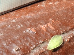 Petalocephala