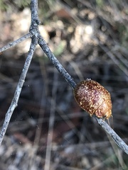 Paropsis variolosa