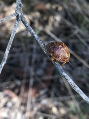 Paropsis variolosa