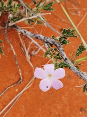 Barleria rigida