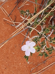 Barleria rigida