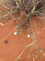 Barleria rigida