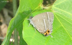 Chrysozephyrus smaragdinus