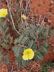 Tribulus zeyheri