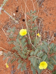 Tribulus zeyheri