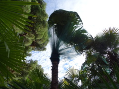 Trachycarpus martianus