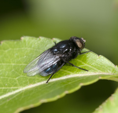 Australophyra rostrata