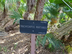 Trachycarpus martianus