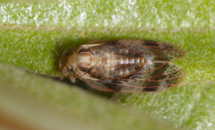 Aphalaridae