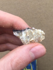 Saccostrea glomerata