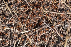 Formica integroides