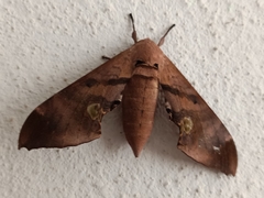 Daphnusa ocellaris