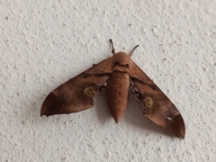 Daphnusa ocellaris