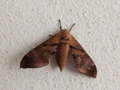 Daphnusa ocellaris