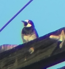 Melanerpes formicivorus