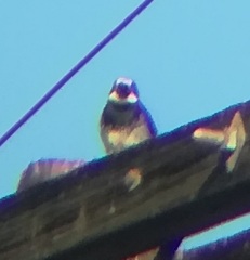 Melanerpes formicivorus