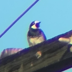 Melanerpes formicivorus