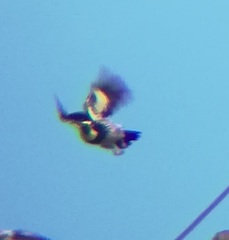 Melanerpes formicivorus