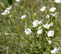 Cerastium arabidis