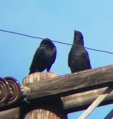 Corvus brachyrhynchos