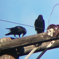 Corvus brachyrhynchos