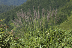 Calamagrostis caucasica