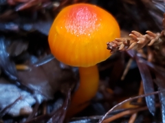 Hygrocybe marchii