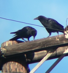 Corvus brachyrhynchos