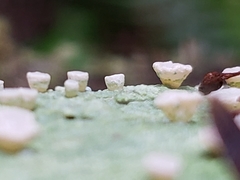 Baeomyces