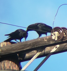 Corvus brachyrhynchos