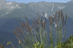 Calamagrostis caucasica