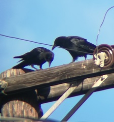 Corvus brachyrhynchos