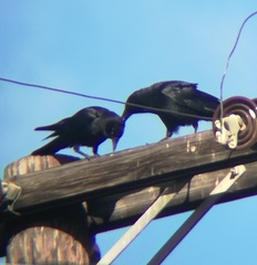 Corvus brachyrhynchos