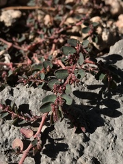Euphorbia prostrata
