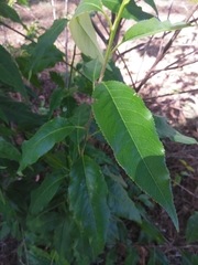 Prunus serotina salicifolia