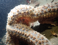 Stylasterias forreri