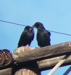 Corvus brachyrhynchos