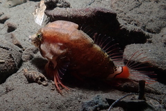 Rhamphocottus richardsonii