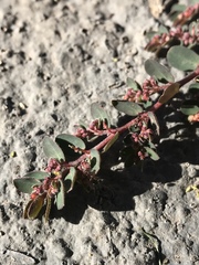 Euphorbia prostrata