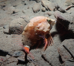 Rhamphocottus richardsonii