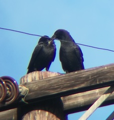 Corvus brachyrhynchos