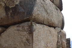 Stenocercus crassicaudatus