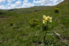 Moraea alticola