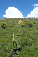 Moraea alticola