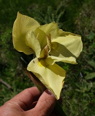 Moraea alticola